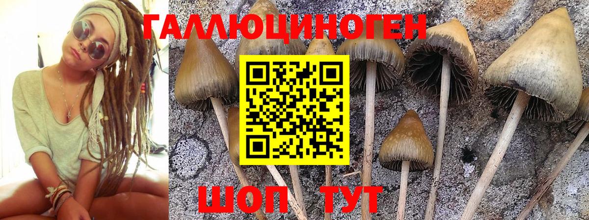Галлюциногенные грибы Psilocybe  Вход с VPN  Алушта 